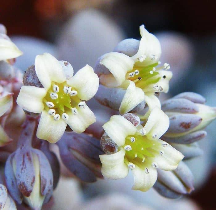 Sedum craigii